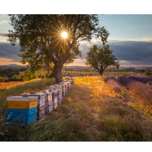Organic Honey Balls - Traditions de France