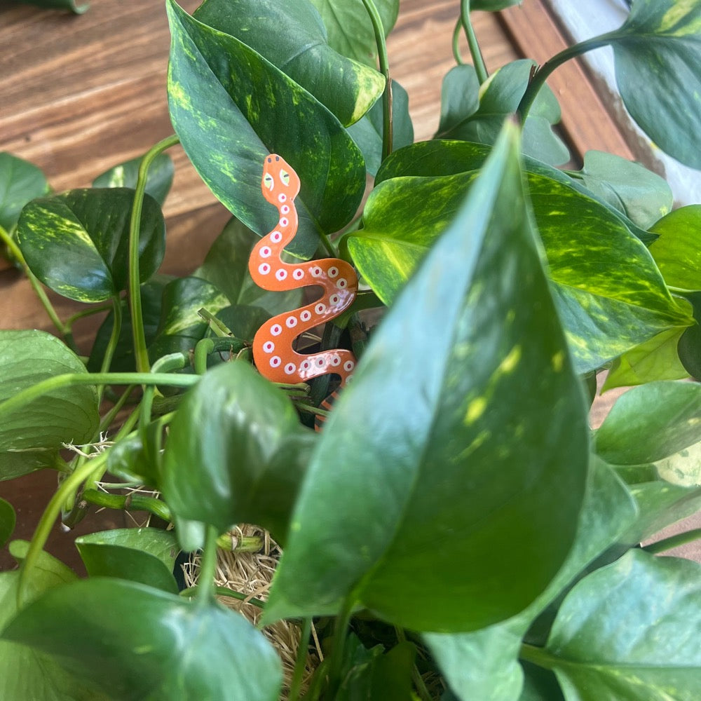 are snake plants safe for birds Plant Pal