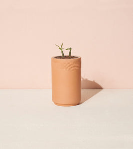 Terracotta Grow Kit - Bonsai